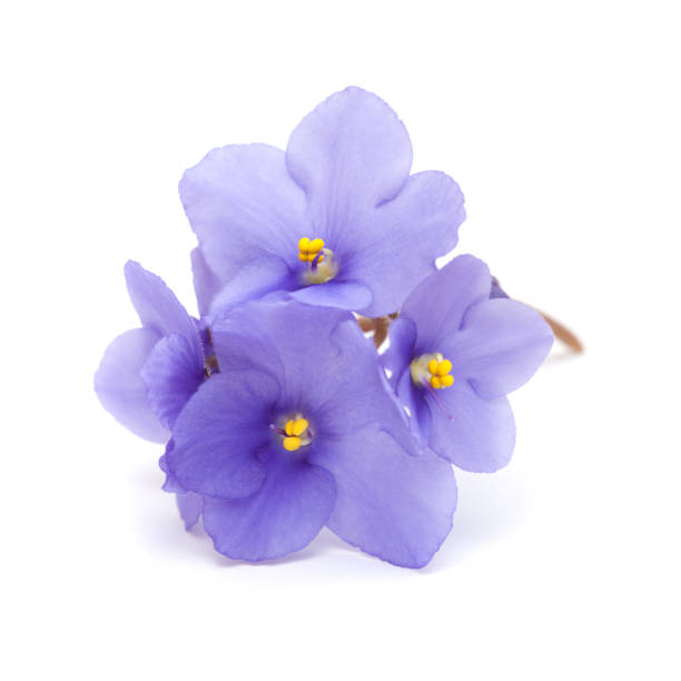 istock beautiful blue african violet isolated 1140126173