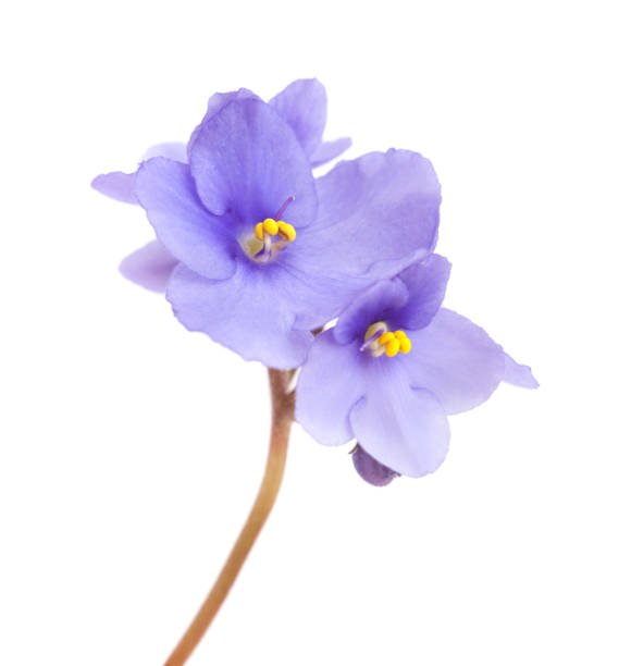 istock beautiful blue african violet isolated 1140126190