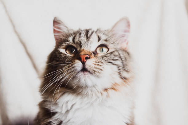 bonito marrom listrado retrato curioso gato horizontal - rumbling - fotografias e filmes do acervo