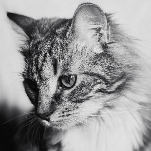 istock cute brown striped cat decent portrait square 1140126301
