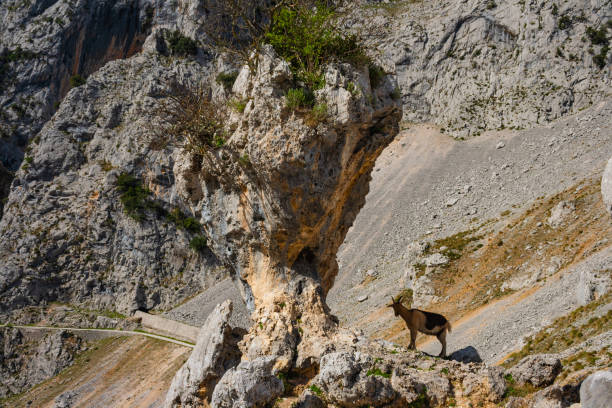 A goat on trekking trail in Route Cares River Gorge (Cain-Poncebos). Narrow and impressive canyon between cliffs, bridges, caves, footpaths and rocky mountains. Perfect place for hiking and trekking, surrounded for spectacular views. One of the most famous and beautiful routes in Spain and Europe. Picos de Europa, Leon and Asturias, Spain una cabra en la ruta de senderismo en el desfiladero del río route cares (cain-poncebos). estrecho e impresionante cañón entre acantilados, puentes, cuevas, senderos y montañas rocosas. lugar perfecto para el senderismo. picos de europa, león y asturi