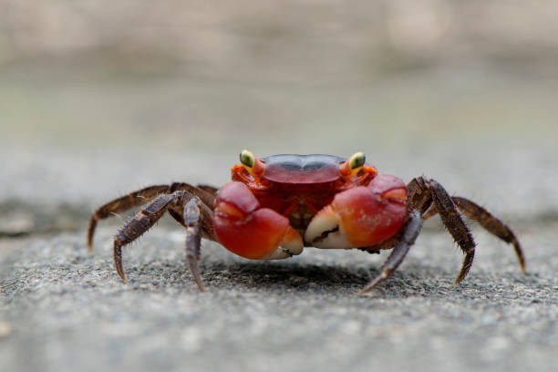 caranquejos in parnaíba delta manguejal - Piauí