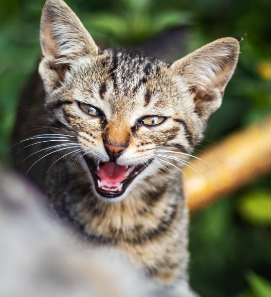 gato silbido enojado mostrando los dientes. cara de gato. -imagen de stock - domestic cat anger hissing aggression fotografías e imágenes de stock