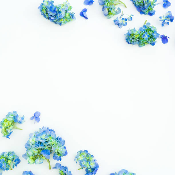 istock Floral frame of blue hydrangea flowers on white background. Flat lay, top view. 1140128283