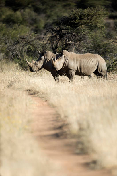 istock Rhino in the open bush browsing 1140130076