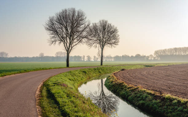 два голых дерева рядом с проехавной дорогой - polder autumn dirt field стоковые фото и изображения