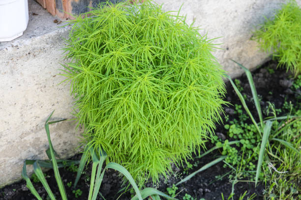 istock Green plant growing outdoors. 1140133879