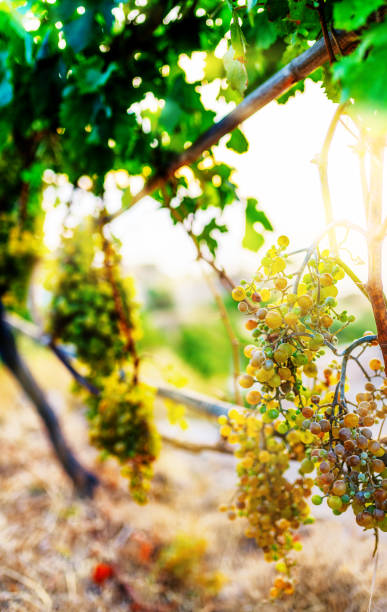 istock ripe wine grapes on grape wine plants in golden evening sunlight 1140133914