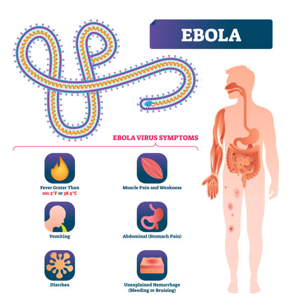 Ebola vector illustration. Labeled virus bacteria infection symptoms scheme Ebola vector illustration. Labeled virus bacteria infection symptoms scheme. Anatomical infographic with isolated epidemic microorganism that cause death, illness, disease and dangerous viral outbreak ebola stock illustrations