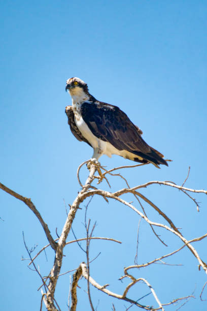 istock Adult Osprey 1140135806