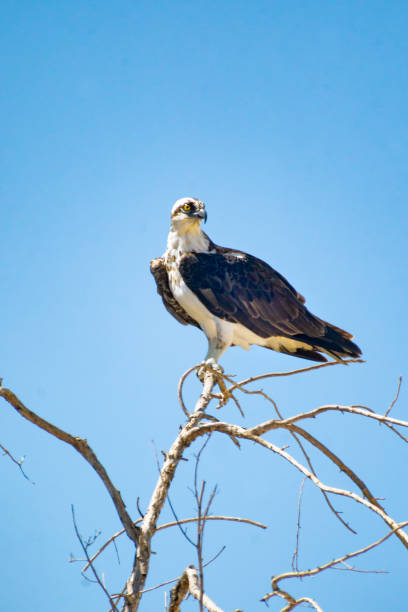 istock Adult Osprey 1140135807