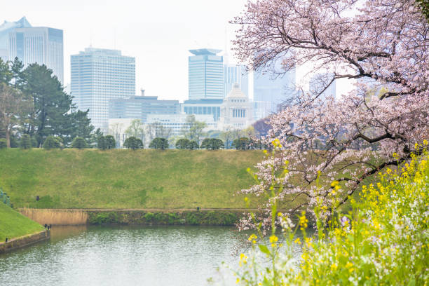 istock Rape blossoms and cherry blossoms blooming in the water 1140135916