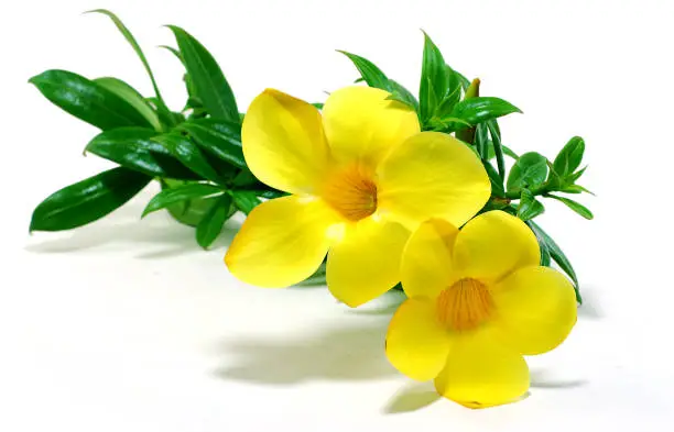 Allamanda flower or golden trumpet flower isolated on white background