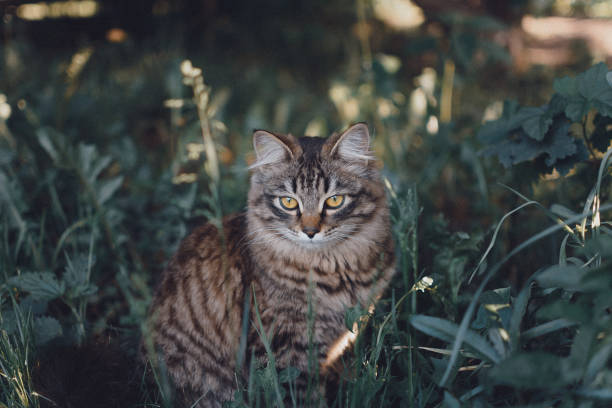 istock Brindled cat with yellow eyes sitting watching 1140136228