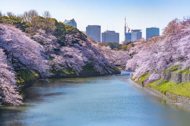 istock Cherry blossoms in full bloom blooming on the waterside 1140137042