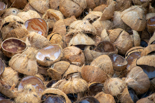 istock Pile of discarded coconut husks 1140137109