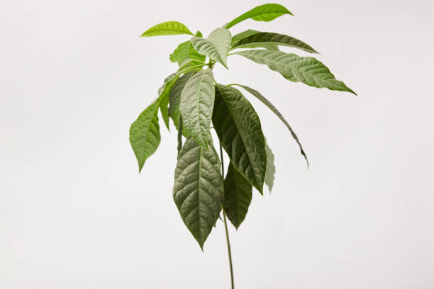 istock selective focus of green plant on grey background 1140137782