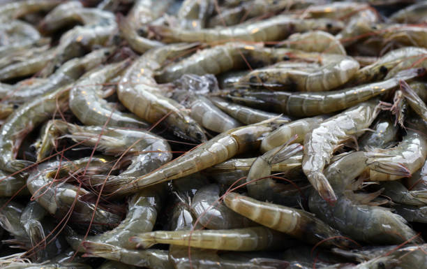 istock fresh fish and seafood 1140138869