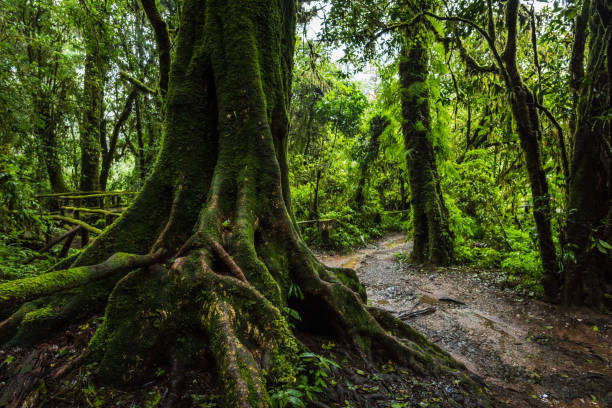 fern, moos auf baumpflanzen im tropischen regenwald - fog wet rain tree stock-fotos und bilder
