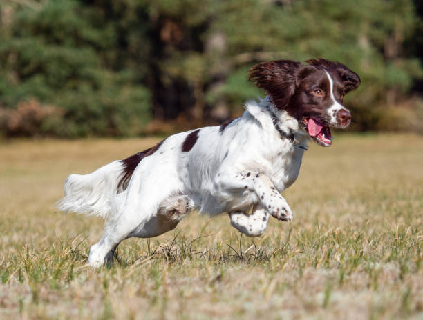 english springer spaniel playing - springer spaniel dog pets animal imagens e fotografias de stock