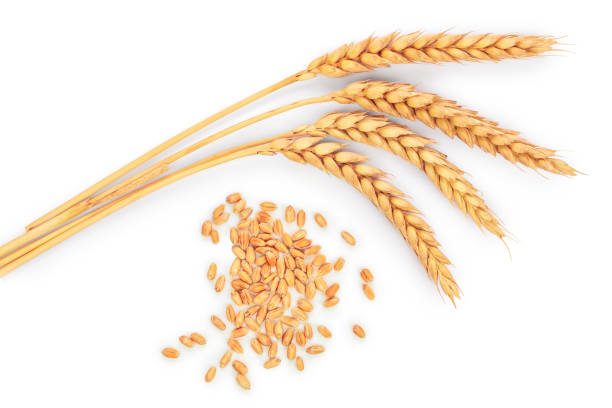 istock grain and ears of wheat isolated on white background. Top view 1140140376