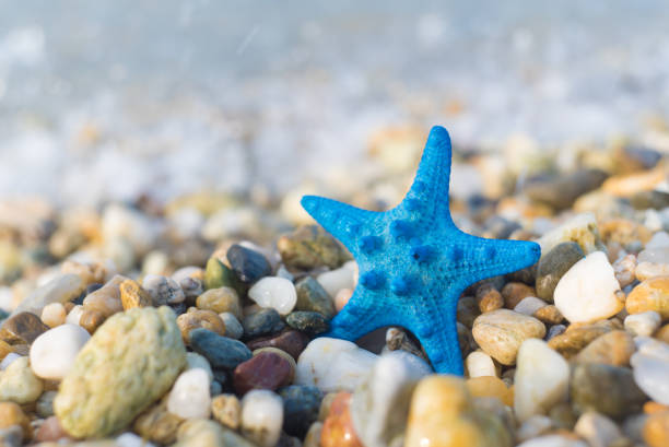 Free Stock Photo of A blue starfish on sand | Download Free Images and ...