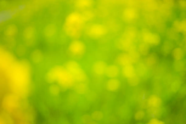 yellow background