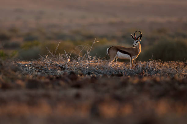 Springbok in the Palmwag Concession, Namibia.