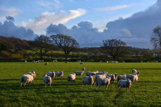istock A field of sheep 1140142081