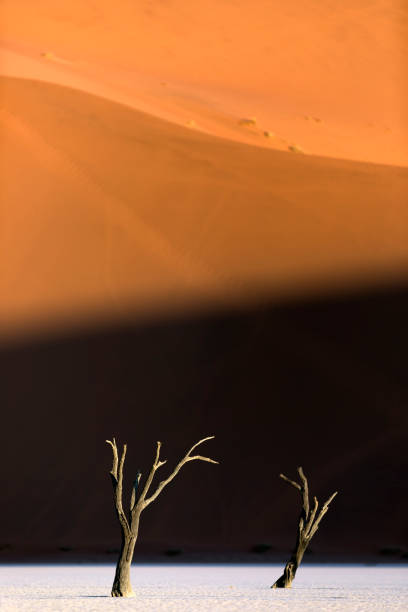 Two trees in Deadvlei, Sossusvlei, Namibia