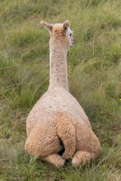 Photo of A close up view of the back of a alpaca sitting in the medow