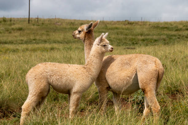 istock A close up view of two alpaca facing opposite direction 1140143319