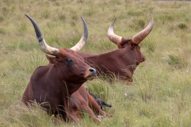 istock A close up view of two big horned dark brown cows 1140143322