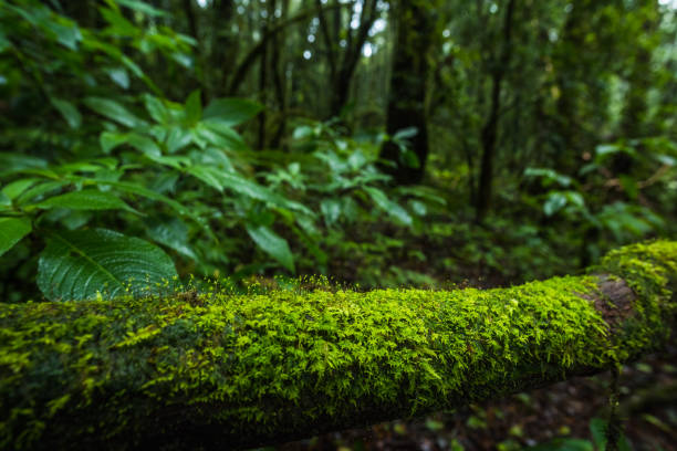 fern, moos auf baumpflanzen im tropischen regenwald - fog wet rain tree stock-fotos und bilder