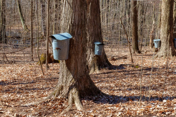 istock Metal Sap Buckets on Maple Trees Early Spring 1140144340