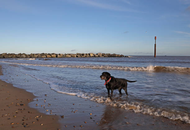dog standing in the sea\