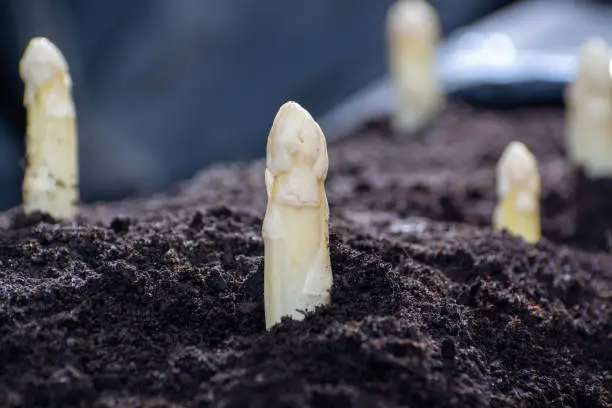 New spring season of white asparagus vegetable on field ready to harvest, white heads of asparagus growing up from the ground on farm close up