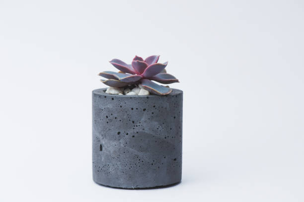 istock Succulent in a concrete pot on a white background for designers 1140144646