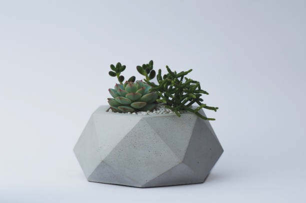 istock Succulent in a concrete pot on a white background for designers 1140144789