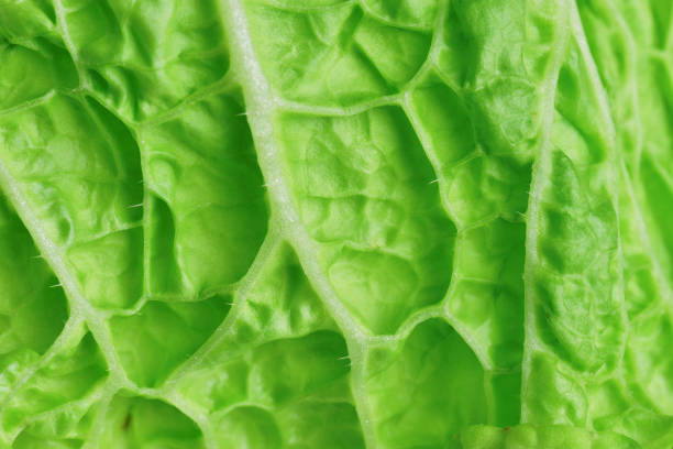 leaf of fresh chinese cabbage or napa cabbage texture, studio macro shot, close up