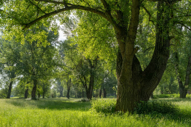 в siegauen около бонна - riparian forest стоковые фото и изображения