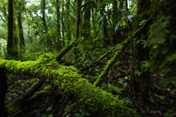 helecho, musgo en la planta de árboles en el bosque lluvioso tropical - fog wet rain tree fotografías e imágenes de stock