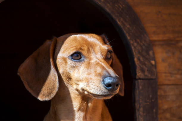 istock walking dachshund dog garden 1140150687