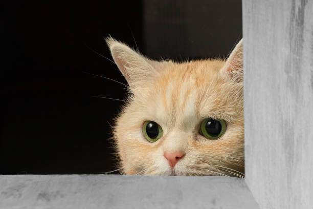 Cute cream tabby cat peeking out from under the table hunting for a toy Cute cream striped cat peeking out from under the table hunting for a toy. dilation stock pictures, royalty-free photos & images