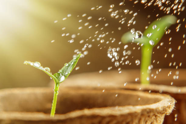 istock Spraying young sprout pepper, watering and caring for seedlings 1140151542