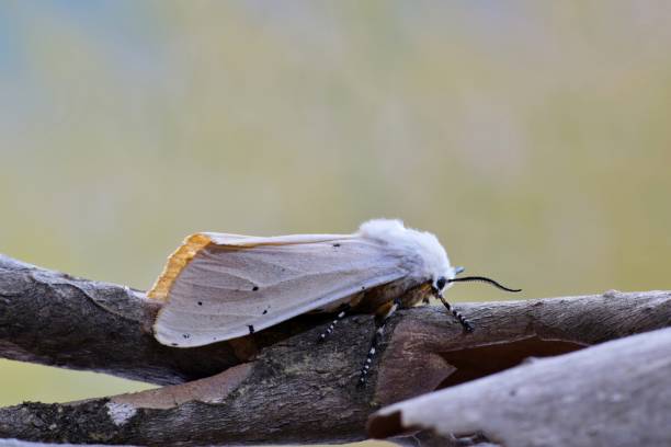 istock Female Salt Marsh moth on loose bark. 1140151922
