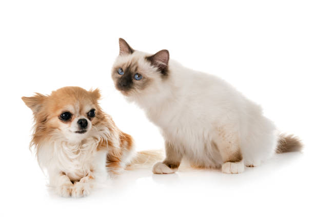 istock birman kitten and chihuahua 1140152012