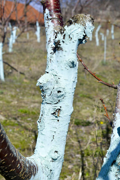 istock Cherry trees in march treated with Bordeaux mixture to combat mildew. Bordeaux mixture is allowed in organic agriculture and protects against blight and other diseases in plants. 1140153188