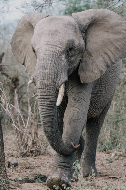 istock South African Elephant - Gentle Giants 1140153271