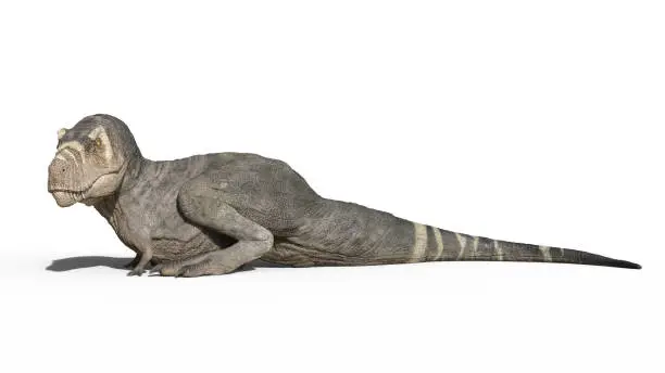 Photo of T-Rex Dinosaur, Tyrannosaurus Rex reptile sitting, prehistoric Jurassic animal isolated on white background, 3D rendering